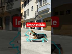 Impossible Pause Game: Corgi Edition