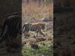 Sighting at Pench national park, Turia #wildlifesafari #wildlife #madhyapradesh #tourism #tiger