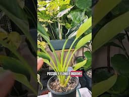 THE EFFECTS OF A GROW LIGHT!! #indoorgardening  #birdofparadise #indoorplant
