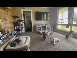 Answering Your Questions | Life With Schnauzers