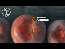 American persimmon: a nutritious wild fruit