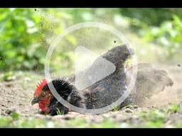 Preventing Spring Poultry Illness Audio Article and Discussion