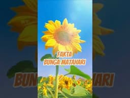 Fakta Menarik Bunga Matahari