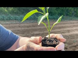 ITS FINALLY THAT TIME OF YEAR 🌱