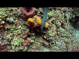 Moray eel scares living daylight out of scuba diver in St  Lucia