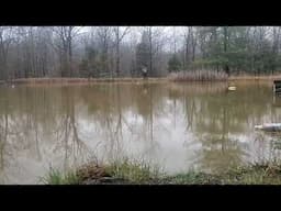 Growing Wildrice at the Homestead | Missouri  2025
