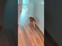 Too fast, too Ballbie. #catcam #catvideo #talkingcat #catmeowing #catlover #catlife #ballislife