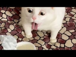 New Funniest Cats And Dogs Videos 😁 Best Of The 2025 Funny Animal Videos 😁 - Cutest Animals Ever