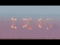 Thousands of Birds Dying At Famous Wetland #wildlife #nature #optimumtelevision