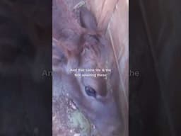 Why is it harder for communities to stop supporting this?