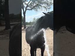 Horses enjoying getting hosed