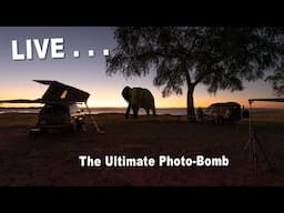 Wild Bull Elephant Photo-Bombed our LIVE BROADCAST from Matusadona on Lake Kariba @4xoverland