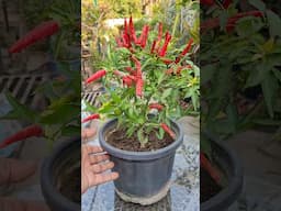 Hot Spicy Chilli 🔥 #chilly #pepper #red #urbangardening #chilli #peppers