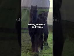 Every legend starts somewhere. 💜🐴✨ #horse