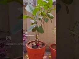 A Day In My Life 🙏🌳❤️✨ #minivlog #vatsavitripuja2025 #shorts #reels #adayinmylife