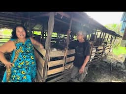 Suami Jawa istri dayak hidup bahagia pelihara banyak kambing dikampung transmigrasi