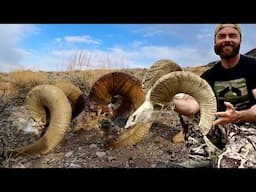 QUEST FOR THE SHEEP GRAND SLAM!