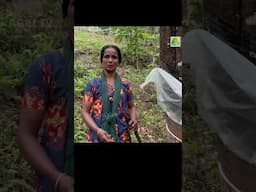 പുലിയടക്കം എത്തും, പക്ഷേ കൃഷി ചെയ്യാതെ ജീവിക്കാൻ സാധിക്കില്ലല്ലോ! സിന്ധു  കർഷകതിലകമായത് ഇങ്ങനെ