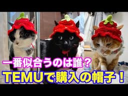 2025ｰ04−20 保護猫たちの「ほっこり猫ライブ」ハッチ＆マック＋黒猫めめ＋がんサバイバーママ Cat live Stream in Japan -Cat Life TV