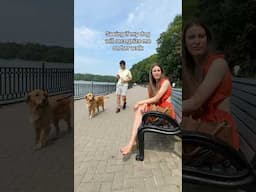 Seeing if my dog will recognize me on her walk #dogs #goldenretriever