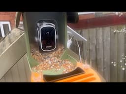 Reviewing VINGUYS Smart Bird Feeder with Camera | Garden Ideas & DIY