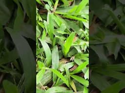 Crazy Caterpillar attack... 😆#caterpillar #phonephotography #vivox100pro #mobilephography