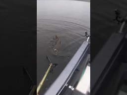 GIANT 51-inch MUSKY!!! Insane Topwater Strike! #shorts #fishing #muskie #muskyfishing #muskylures