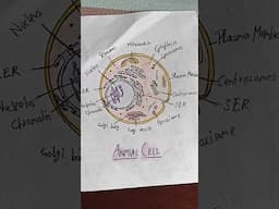 #animalcell#biology#trendingshorts#drawingtutorial#shortsvideo#biologynotes#trendingnow#shortsfeed