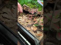 These Chinese cave geckos just joined our For Sale Animals section at The Bio Dude!