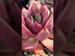 Have you ever seen a stunning succulent that you have to double check to make sure it’s real?