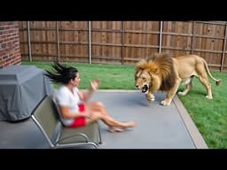 Wild Animals Invading Cities Caught on Camera