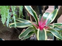 Mostrando As Plantas Da Amiga/ Plantas De Sombra