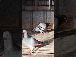 The Rare Pigeon Disease Aspergillos - Aspergillus fumigatus
