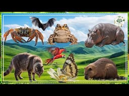 The Special Beauty of Animals - Horse, Sheep, Turkey, Hamster, Cat, Giraffe, Koala | Animal sounds