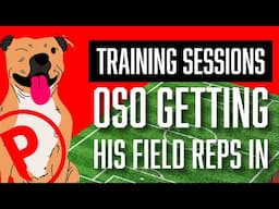 Training Session with Oso – Managing Drive & Building Neutrality on the Field 🔥🐾