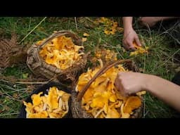 dreaming of mushrooms | a foray in autumn