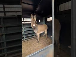 We Got Donkeys! #donkey #farmlife #homestead #homesteading #nomadlife #homesteadlife #donkeys