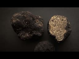 Oregon Black Truffles / Leucangium carthusianum