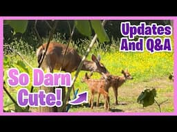 Updates, Massaging Annie and Haylage for Horses Good Or Bad?