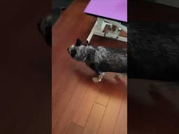 So Mad When Mama Works 😂 #blueheeler #australiancattledog #shorts