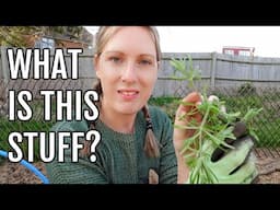 WHAT IS THIS CALLED? / ALLOTMENT GARDENING UK