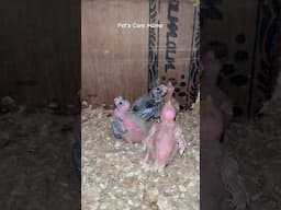 Cockatiel Chicks 12-15days complete ￼#shorts #lovebirds #birds #parrot #birdlovers #cockatiel #vlog