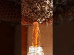 Honeybees Love Sugar Candy!