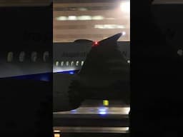 伊丹空港・雨の日の夜の飛行機離陸シーン (2025/3/15・手振れ注意) #shorts #飛行機 #airport
