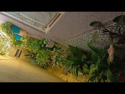 Um Pequeno Espaço Com Muitas Plantas+ 8 Tipos de Jibóia Pra Você Ter Em Casa