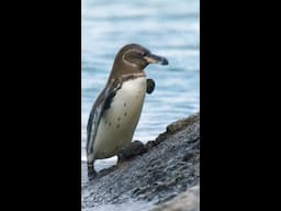 Galápagos penguins are survivors 🐧 #SecretsOfThePenguins