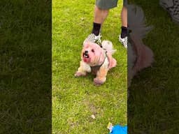 New Zealand dogs in Holi festival 🩷🧡💙💚#viral_video
