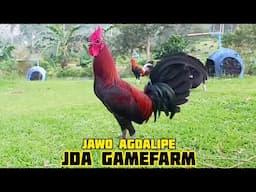 SUPER BLACK - JDA GAMEFARM