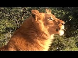 Heartbroken captive lion roars for first time
