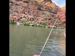 This is the BEST hole on the entire river (fly fishing brown trout)